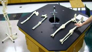 Disarticulated Skeleton Instructions [upl. by Humphrey]