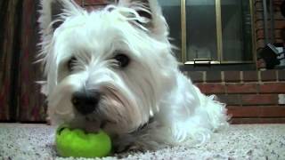 Westie Playing Ball [upl. by Rica]