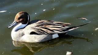 Northern Pintail Duck  Birds Behavior Breeding and Molting Plumage [upl. by Arianna]