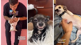 MREVIATAR TIKTOK COMPILATION CHIHUAHUA  Niki the angry chihuahua dog  chihuahua mreviatar [upl. by Ymeon638]