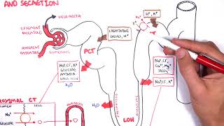 Nephrology  Physiology Reabsorption and Secretion [upl. by Audrie907]