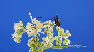 Flower Crab Spider catching a Fly in Ecuador [upl. by Torey250]