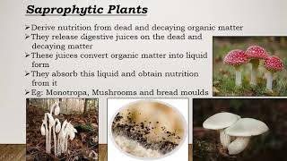 Saprophytic Plants [upl. by Adnic]