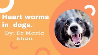 THE DIAGNOSIS AND TREATMENT OF HEARTWORMS IN DOGS [upl. by Ddej]