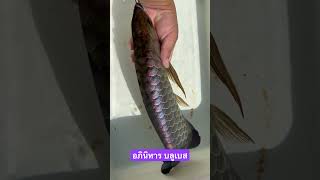 Malaysia Golden Blue Base Arowana Crossback 🇲🇾🇲🇾 arowana fish fishcatching fishing [upl. by Idnak289]