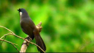 黑喉噪眉（Garrulax chinensis）Blackthroated laughing thrush20100626 [upl. by Alejna]