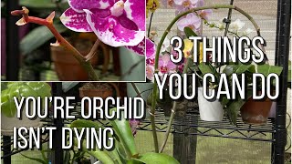 What To Do When Orchid Blooms Fall Off ☠️ Yellowing Flower Spike Orchid Care For Begginers [upl. by Atalanta]