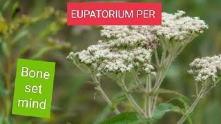 EUPATORIUM PERFOLATIUM BONESETDENGUE COVID MALARIA BONEPAIN PROSTRATION OF MIND [upl. by Lander]