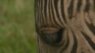 Half zebra half horse  its a zorse [upl. by Shelby]