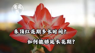 朱顶红花期多长时间？如何能够延长花期？How long does Hippeastrum striatum bloom and how can it be prolonged [upl. by Nosille]