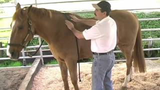 Equine Massage Using the Bladder Meridian to Relieve Tension and Stress in your Horse [upl. by Hgielrebma]