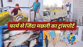 LIVE FISH TRANSPORT 🐠 जिंदा मछली को बाजार में कैसे ले जाएं।fishfarming intigratedfarming [upl. by Yurik]