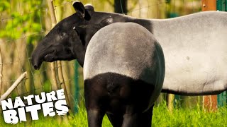 Malayan Tapirs Struggle to Mate  The Secret Life of the Zoo  Nature Bites [upl. by Sammy977]