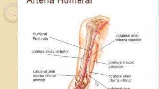 Irrigacion miembro superior 2 HUMERAL [upl. by Asinla]