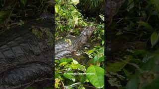 Parque Nacional Tortuguero en 5 datos [upl. by Zack]