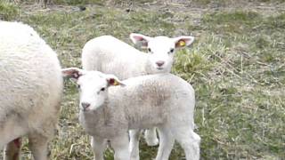 NORSK SAU OG LAM i SUNNDAL Norwegian Sheep and adorable Lambs Norway [upl. by Flossy399]