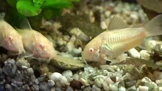 Albino Panzerwels  Albino Cory Catfish  Albino Armored Catfish  Corydoras aeneus [upl. by Leatrice]