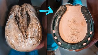 PAINFUL HORSE HOOF  Satisfying Therapeutic HORSESHOEING  Farrier [upl. by Cynthla220]