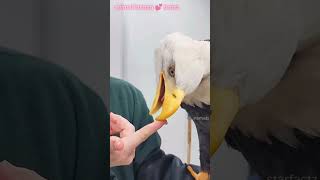 जब ek महिला ko bald eagle 🦅 अपने घर ke बहार घायल pankho के साथ dikhai देती hai 😮🥺 [upl. by Amora203]