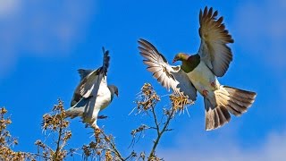 Kereru Dance [upl. by Kendell]