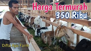 Harga Kambing Terbaru Di Lapak Difta Ayu Farm [upl. by Ayotol]