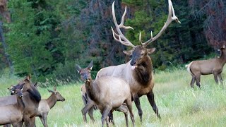 Elk Rut with Lots of Bugling and Aggressive Bull Guarding his Canadian Rockies Harem [upl. by Dasie471]