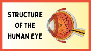 The Insane Structure of the Human Eye [upl. by Alika]