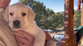 Lab Puppy BUDDY THE ELF Explores the Outside for the FIRST Time [upl. by Novad]