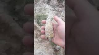 Missouri Arrowhead Hunting Found a SMOKER Its been a while [upl. by Hcurab703]