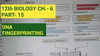 Class 12 biology chapter 6part 15DNA fingerprintingby study with Farru [upl. by Edaj422]