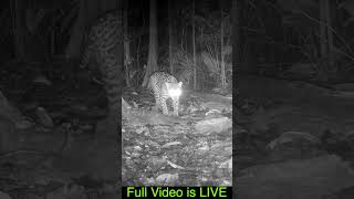 Trail Cam Video Preview Costa Rica [upl. by Natalia]