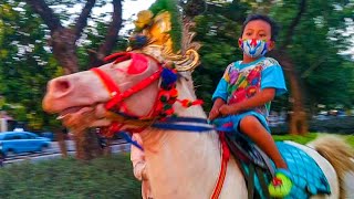 KUDA DELMAN 🎯 Kudanya lari kencang  horse  ridding a horse  horseback  horse drawn carriage [upl. by Dlanod501]