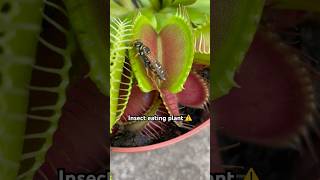 Insectivorous flytrap plant eating venusflytrap [upl. by Esau]