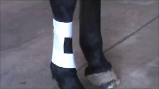 How to Bandage a Horses Leg  Ask a Farrinarian [upl. by Annodal]