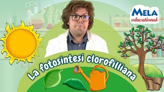 La fotosintesi clorofilliana  Renato lo scienziato Educational MelaEducational [upl. by Donella893]