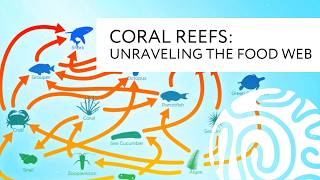 Coral Reefs Unraveling the Web [upl. by Prentiss]