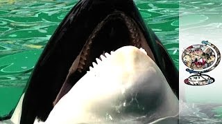 Freeing A Killer Whale Held Captive For 43 Years [upl. by Yates]