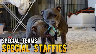 Puppy Playdate English Staffy and Big Dog Sister Have a Blast [upl. by Aiuqet]