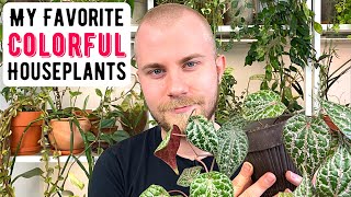 My Favorite Colorful Houseplants [upl. by Nihs]