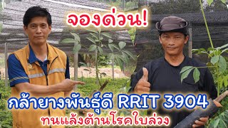 เปิดรับจองกล้ายาง มีพันธุ์ RRIT 3904 RRIT 251 RRIT 408 RRIM600 [upl. by Red]