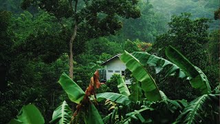 Rainforest sounds 🌴 with thunder rain and birds sounds for sleep study and meditation [upl. by Jala522]