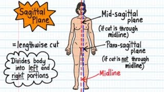 Anatomical Terms  Drawn amp Defined Updated [upl. by Hsan18]