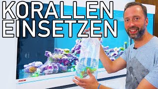 Korallen Einsetzen für 400l Aquarium [upl. by Innavoig]