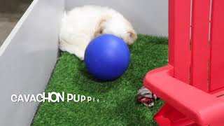 Cavachon Puppies Relaxing SD 480p [upl. by Studley]