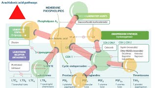 Arachidonic acid pathways USMLE STEP 1 FIRST AID in UrduHindi [upl. by Maureene]