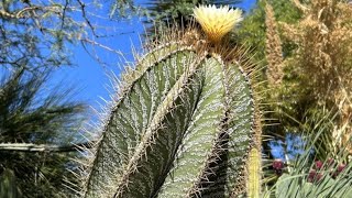 Astrophytum de 300 Años en España Conoce la ubicación y ven a visitarlocactusdesertcity cactus [upl. by Elahcim430]