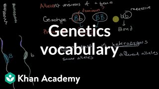 Genetics vocabulary  Inheritance and variation  Middle school biology  Khan Academy [upl. by Aicelet]