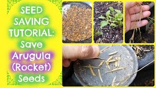 Seed Saving  How To Save Arugula Seeds Rocket Seeds  Free Arugula for Life [upl. by Carina527]