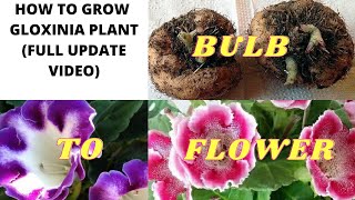 HOW TO GROW GLOXINIA  FULL UPDATE VIDEO FROM PLANTING A BULB TO FLOWERING EASY CARE TIPS [upl. by Colston]