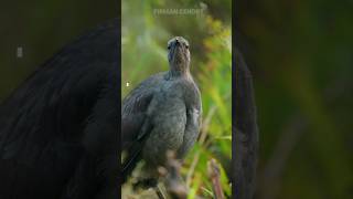 Suara burung Lyrebird atau burung kecapi‼️ [upl. by Kristianson193]